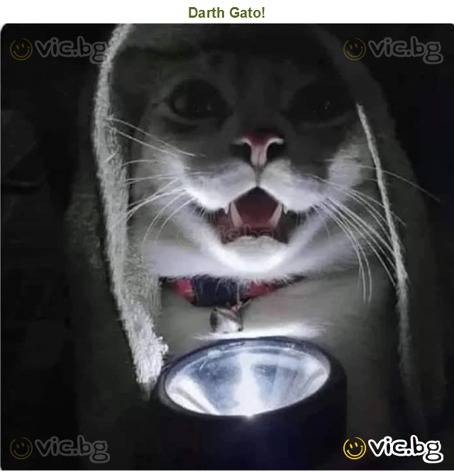 Darth Gato!