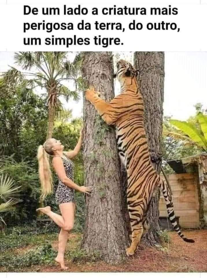 De um lado a criatura mais perigosa da terra, do outro, um simples tigre.