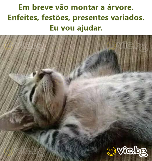 Em breve vão montar a árvore. Enfeites, festões, presentes variados. Eu vou ajudar.