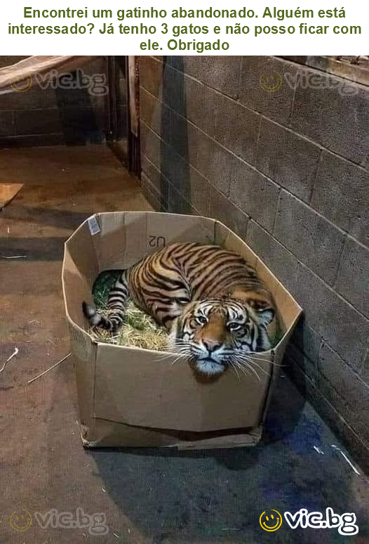 Encontrei um gatinho abandonado. Alguém está interessado? Já tenho 3 gatos e não posso ficar com ele. Obrigado