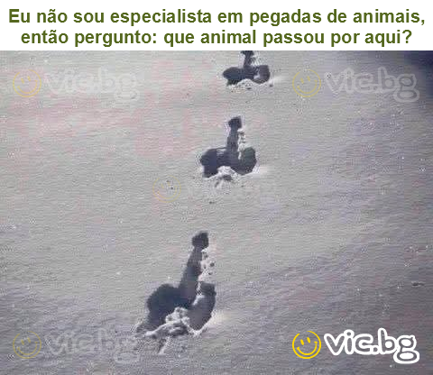 Eu não sou especialista em pegadas de animais, então pergunto: que animal passou por aqui?