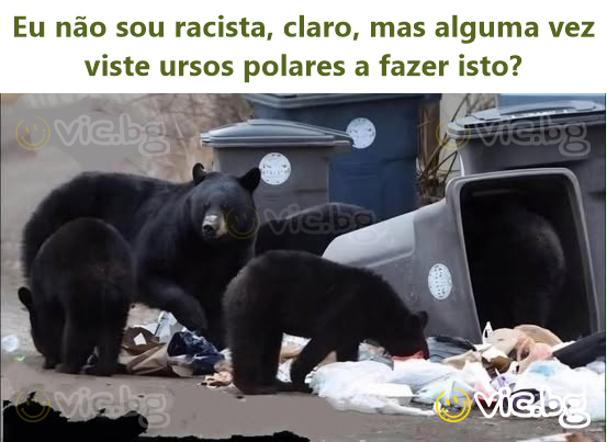 Eu não sou racista, claro, mas alguma vez viste ursos polares a fazer isto?