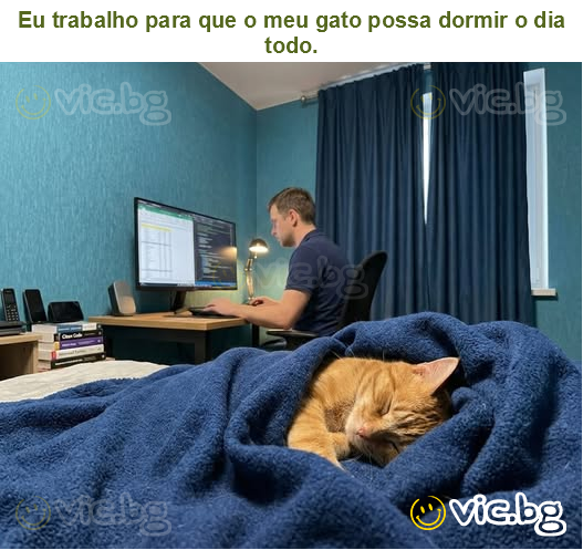 Eu trabalho para que o meu gato possa dormir o dia todo.