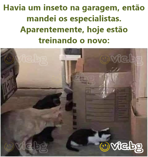 Havia um inseto na garagem, então mandei os especialistas. Aparentemente, hoje estão treinando o novo: