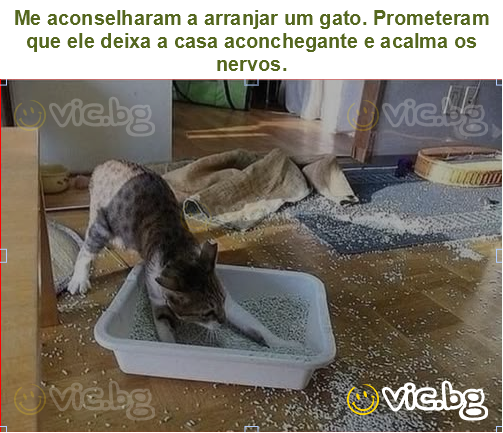 Me aconselharam a arranjar um gato. Prometeram que ele deixa a casa aconchegante e acalma os nervos.