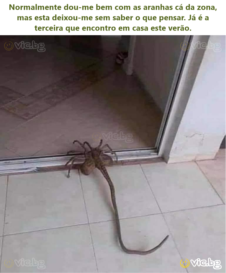 Normalmente dou-me bem com as aranhas cá da zona, mas esta deixou-me sem saber o que pensar. Já é a terceira que encontro em casa este verão.