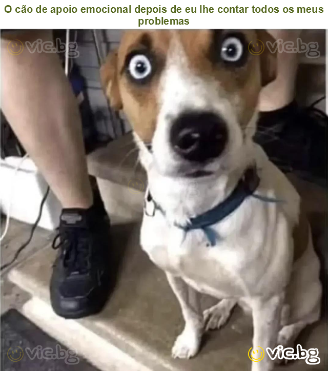 O cão de apoio emocional depois de eu lhe contar todos os meus problemas