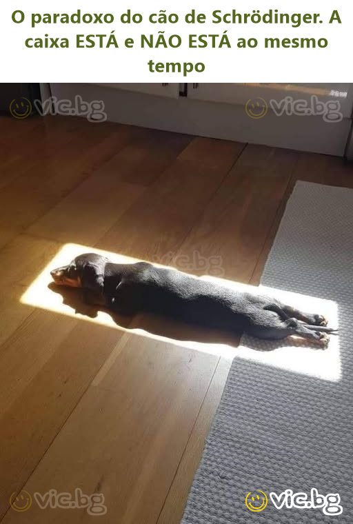 O paradoxo do cão de Schrödinger. A caixa ESTÁ e NÃO ESTÁ ao mesmo tempo
