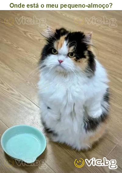 Onde está o meu pequeno-almoço?