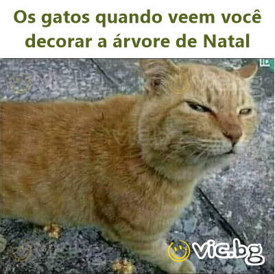 Os gatos quando veem você decorar a árvore de Natal