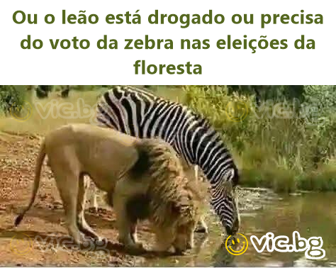 Ou o leão está drogado ou precisa do voto da zebra nas eleições da floresta