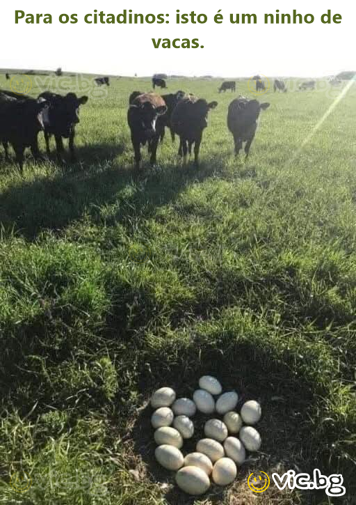 Para os citadinos: isto é um ninho de vacas.