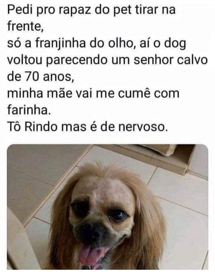Pedi pro rapaz do pet tirar na frente, só a franjinha do olho, aí o dog voltou parecendo um senhor calvo de 70 anos, minha mãe vai me cumê com farinha. Tô Rindo mas é de nervoso.
