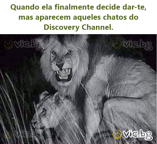 Quando ela finalmente decide dar-te, mas aparecem aqueles chatos do Discovery Channel.