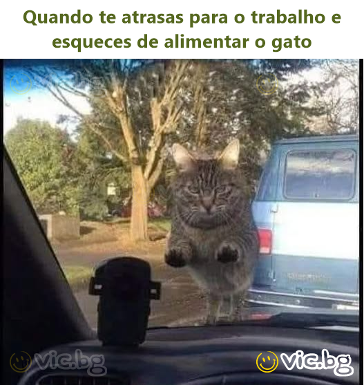 Quando te atrasas para o trabalho e esqueces de alimentar o gato