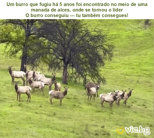 Um burro que fugiu há 5 anos foi encontrado no meio de uma manada de alces, onde se tornou o líder
O burro conseguiu — tu também consegues!