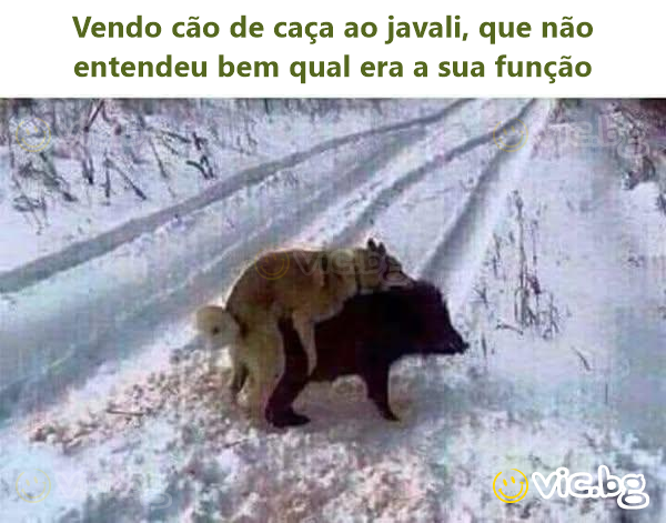 Vendo cão de caça ao javali, que não entendeu bem qual era a sua função