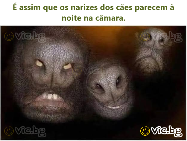 É assim que os narizes dos cães parecem à noite na câmara.