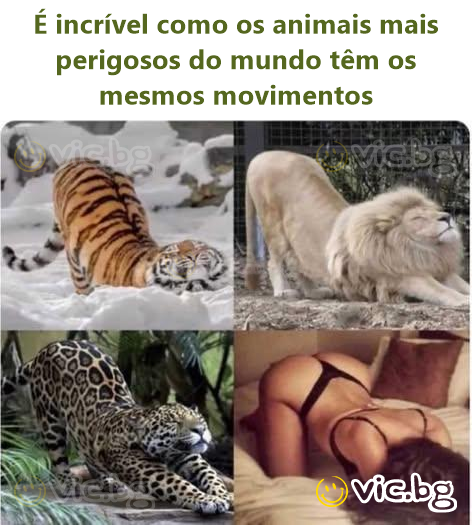 É incrível como os animais mais perigosos do mundo têm os mesmos movimentos