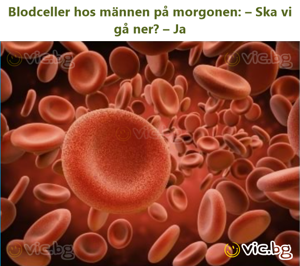 Blodceller hos männen på morgonen: – Ska vi gå ner? – Ja
