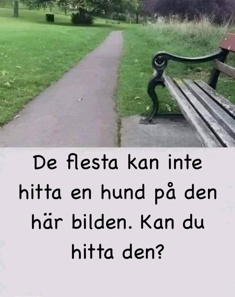 de flesta kan inte hitta en hund på den här bilden. Kan du hitta den