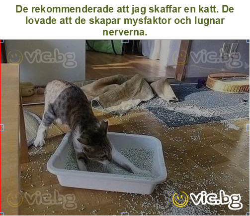 De rekommenderade att jag skaffar en katt. De lovade att de skapar mysfaktor och lugnar nerverna.