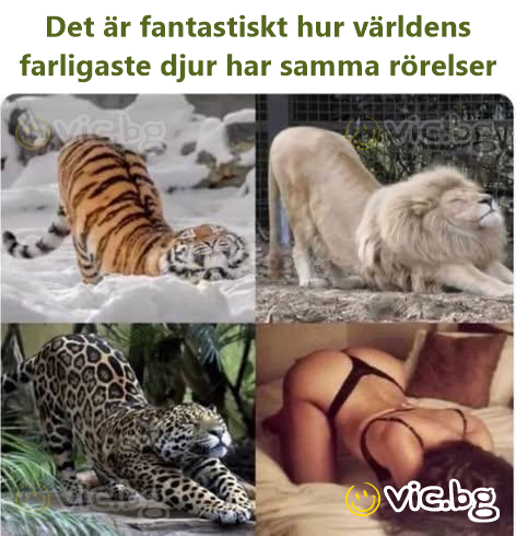 Det är fantastiskt hur världens farligaste djur har samma rörelser