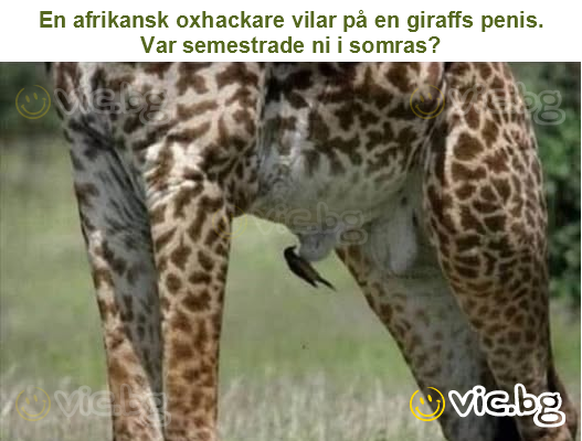 En afrikansk oxhackare vilar på en giraffs penis.
Var semestrade ni i somras?