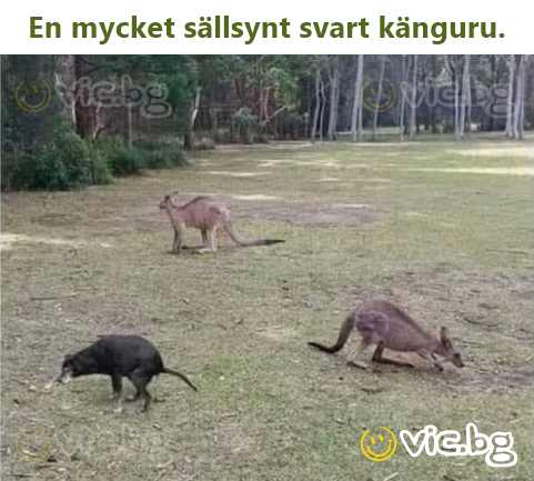 En mycket sällsynt svart känguru.