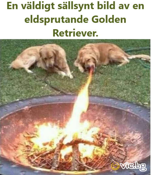 En väldigt sällsynt bild av en eldsprutande Golden Retriever.