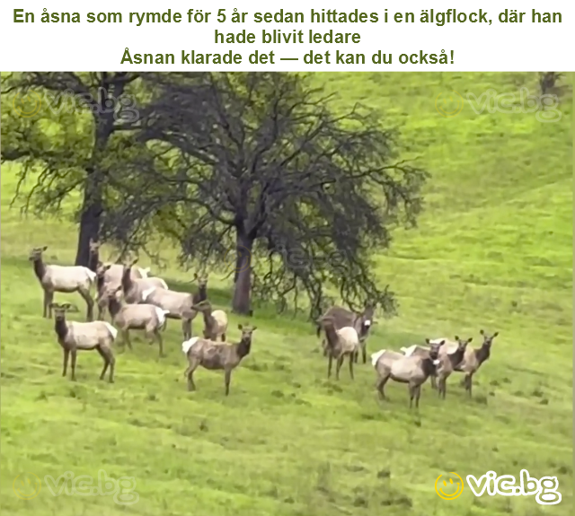 En åsna som rymde för 5 år sedan hittades i en älgflock, där han hade blivit ledare
Åsnan klarade det — det kan du också!
