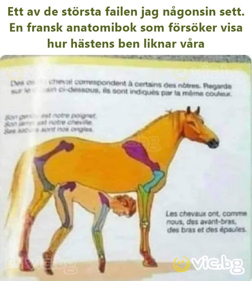 Ett av de största failen jag någonsin sett. En fransk anatomibok som försöker visa hur hästens ben liknar våra