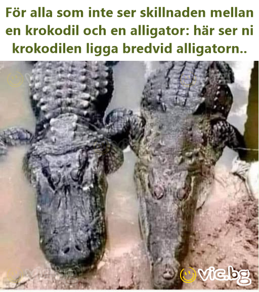 För alla som inte ser skillnaden mellan en krokodil och en alligator: här ser ni krokodilen ligga bredvid alligatorn..
