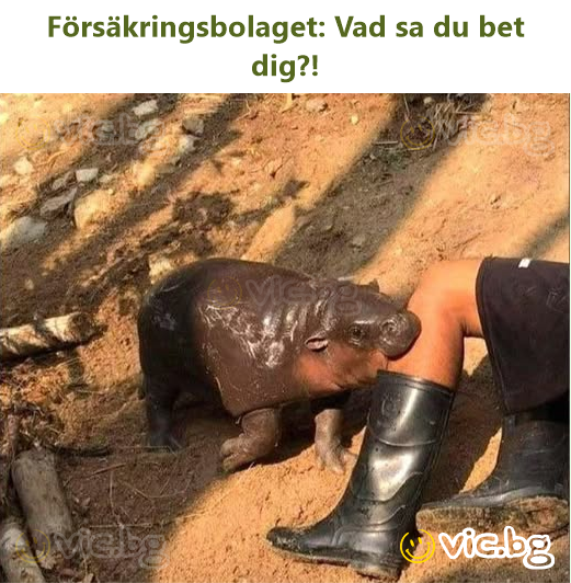Försäkringsbolaget: Vad sa du bet dig?!