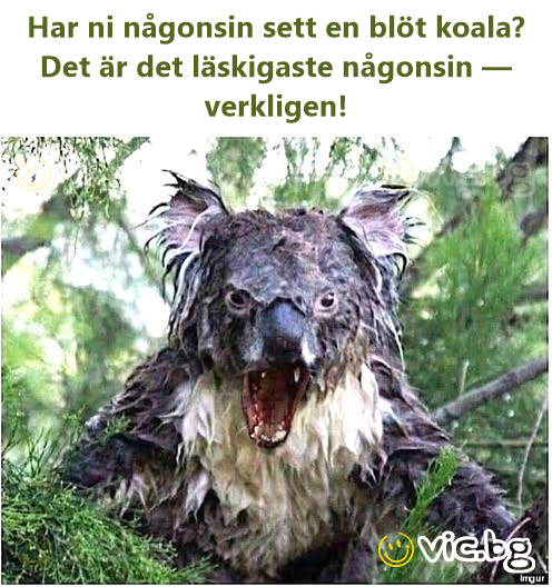 Har ni någonsin sett en blöt koala? Det är det läskigaste någonsin — verkligen!