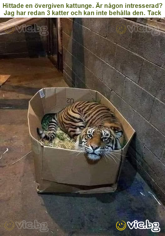 Hittade en övergiven kattunge. Är någon intresserad? Jag har redan 3 katter och kan inte behålla den. Tack