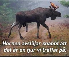 Hornen avslojär snabbt att det är en tjur vi träffat på.