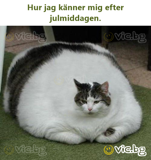 Hur jag känner mig efter julmiddagen.