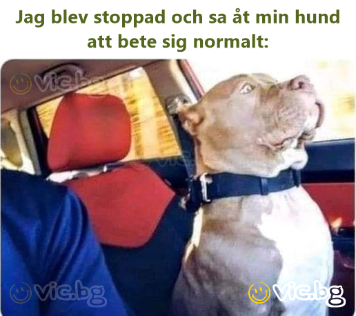 Jag blev stoppad och sa åt min hund att bete sig normalt: