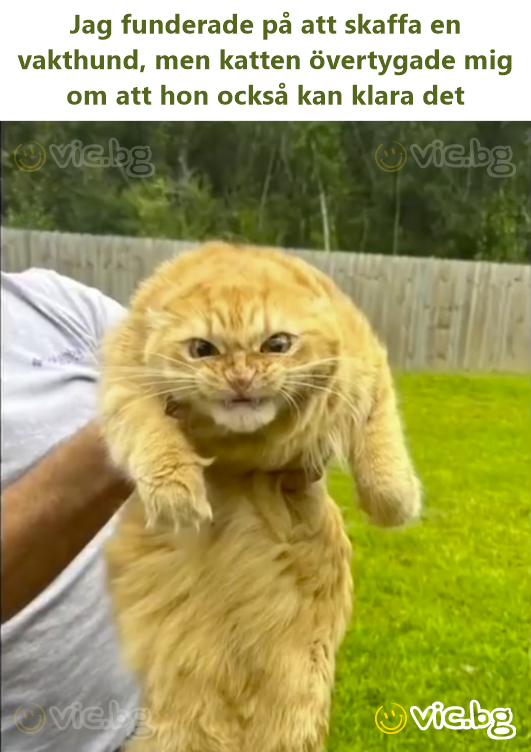 Jag funderade på att skaffa en vakthund, men katten övertygade mig om att hon också kan klara det