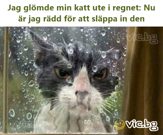 Jag glömde min katt ute i regnet: Nu är jag rädd för att släppa in den