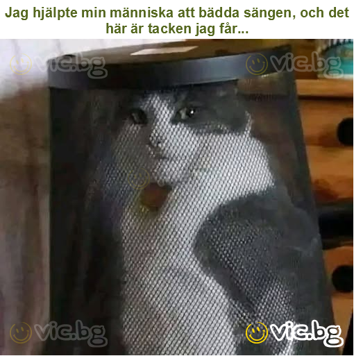 Jag hjälpte min människa att bädda sängen, och det här är tacken jag får...