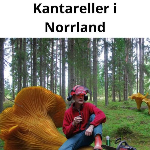 Kantareller i Norrland