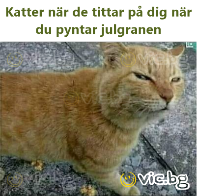 Katter när de tittar på dig när du pyntar julgranen