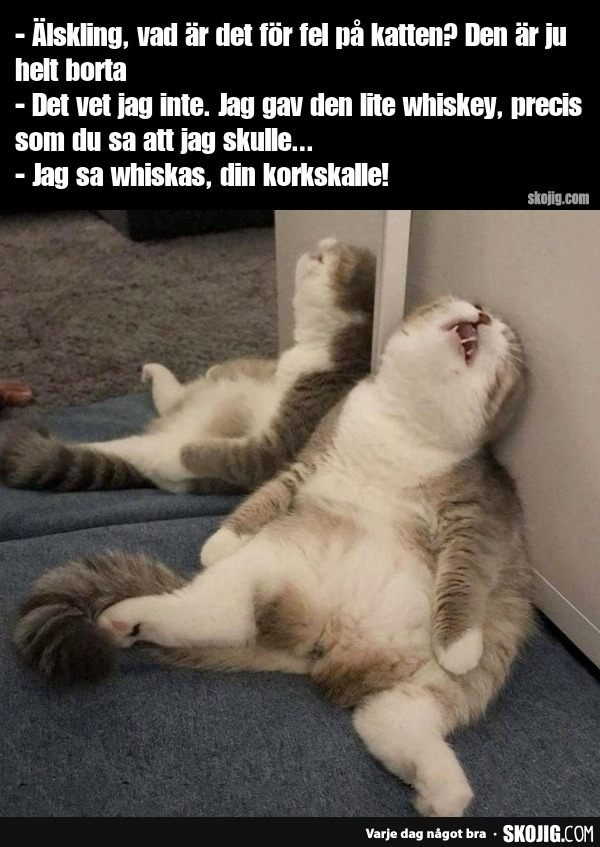 - Lskling, vad är det för fel pà katten? Den är ju helt borta - Det vet jag inte. Jag gav den lite whiskey, precis som du sa att jag skulle... - Jag sa whiskas, din korkskalle!