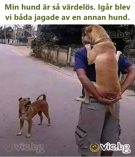 Min hund är så värdelös. Igår blev vi båda jagade av en annan hund.