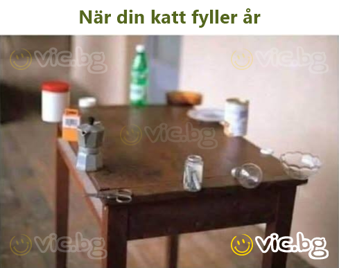 När din katt fyller år