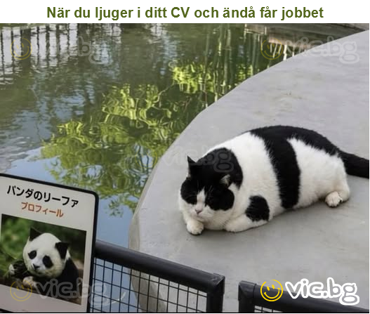 När du ljuger i ditt CV och ändå får jobbet