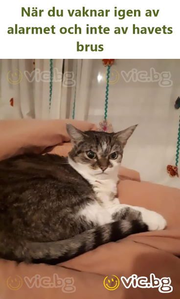 När du vaknar igen av alarmet och inte av havets brus