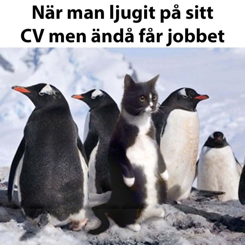 När man ljugit pa sitt CV men ända fär jobbet